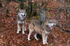 Portrait of two gray wolves-Canis lupus-in fallen leaves in a forest Bavaria-Germany Art Print